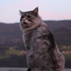 Cat on sunset