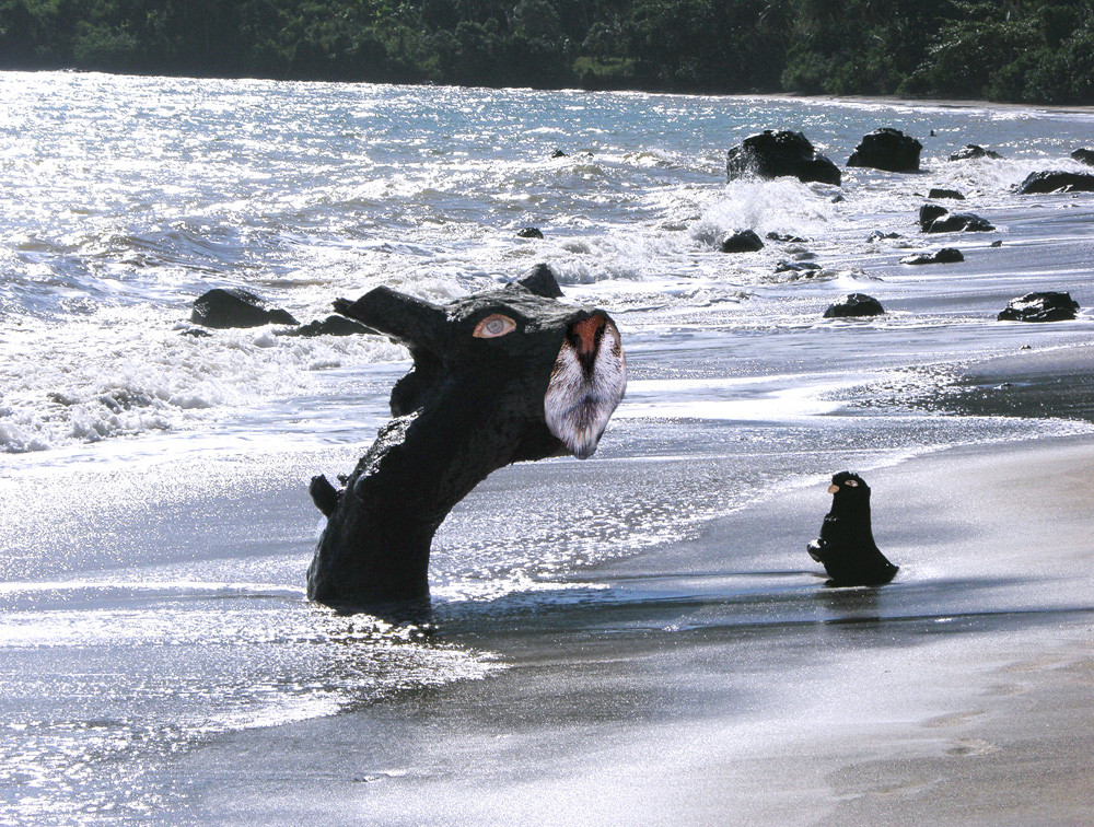 Cat on the beach