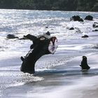 Cat on the beach