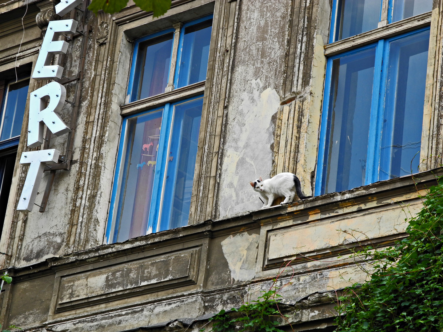 cat on the house