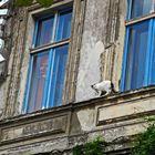 cat on the house