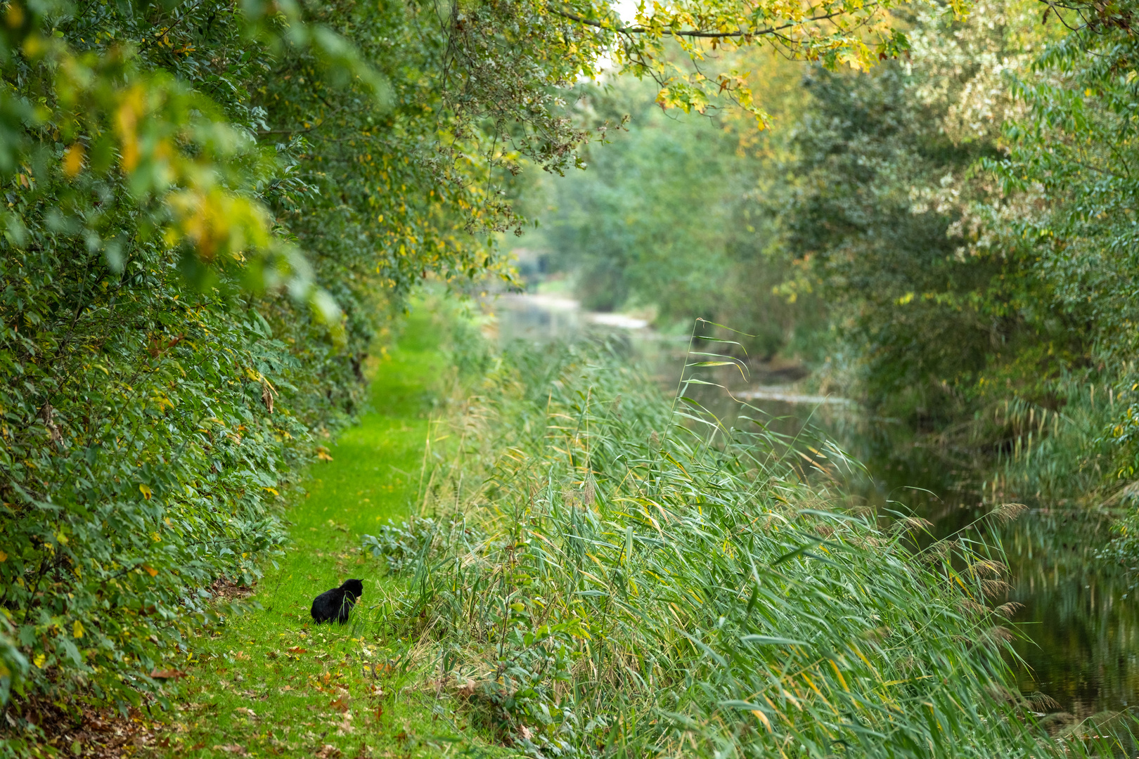 Cat on the prowl