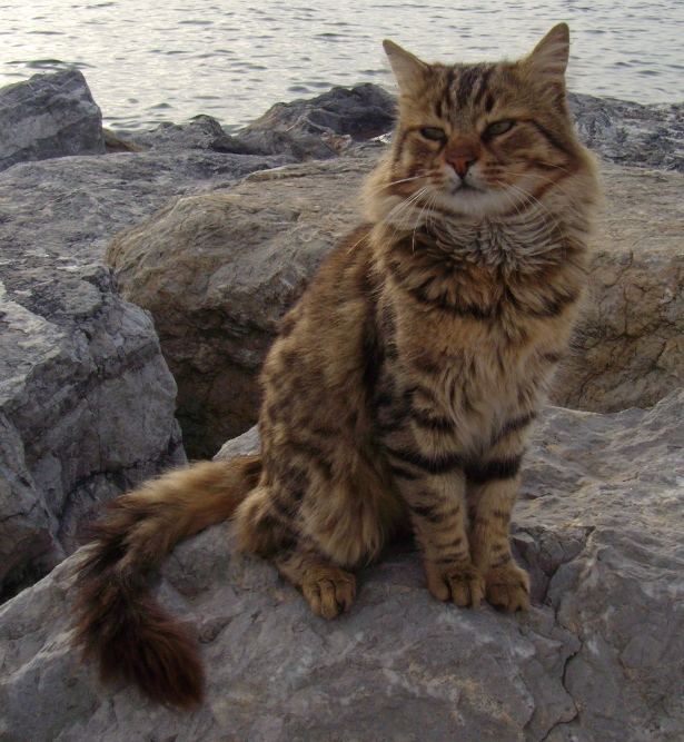 Cat on the rocks