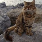 Cat on the rocks