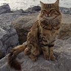 Cat on the rocks