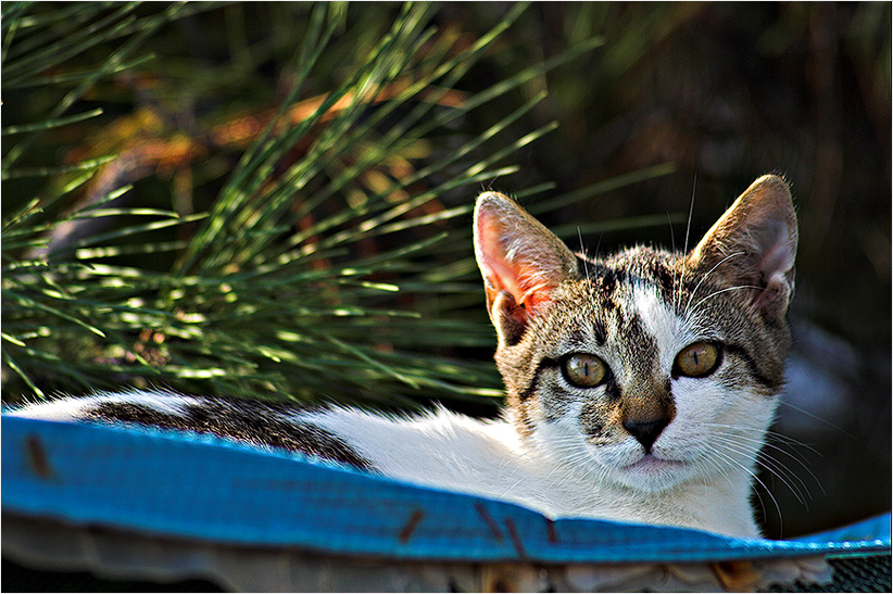 Cat on the Roof