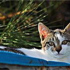 Cat on the Roof