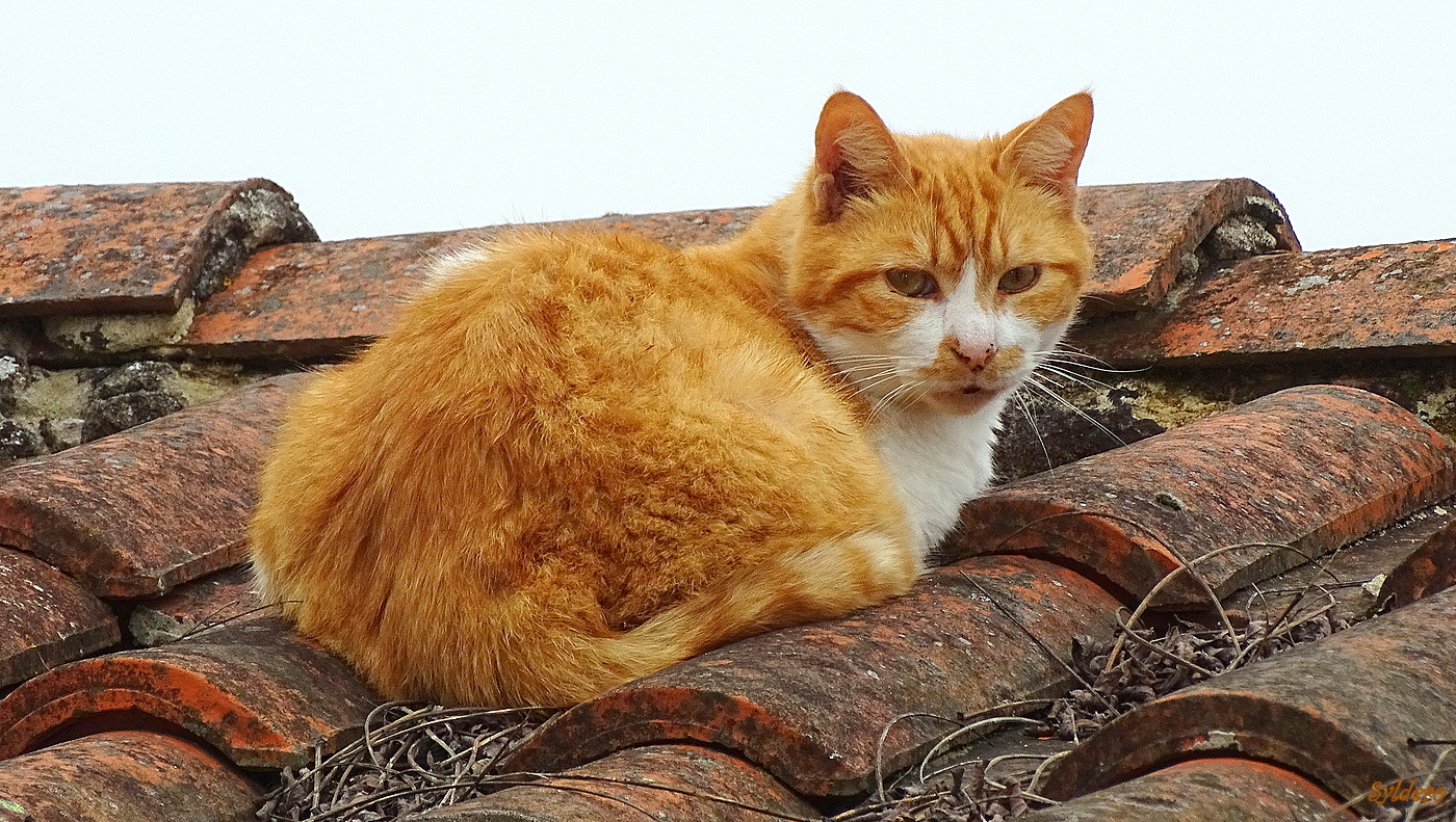 Cat on the roof