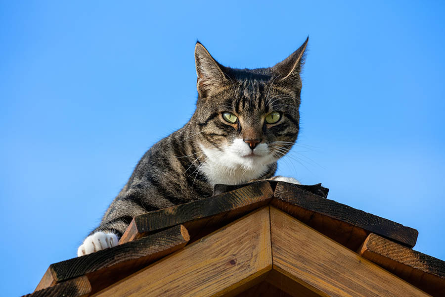 Cat on the roof (c)