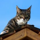 Cat on the roof (c)