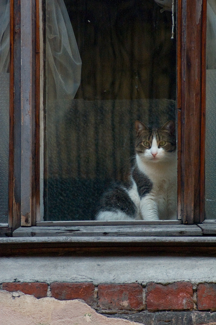 Cat outside the window.