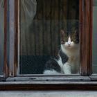 Cat outside the window.