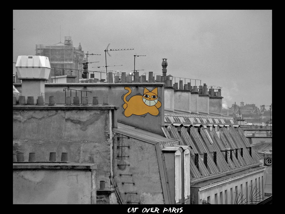 Cat over Paris