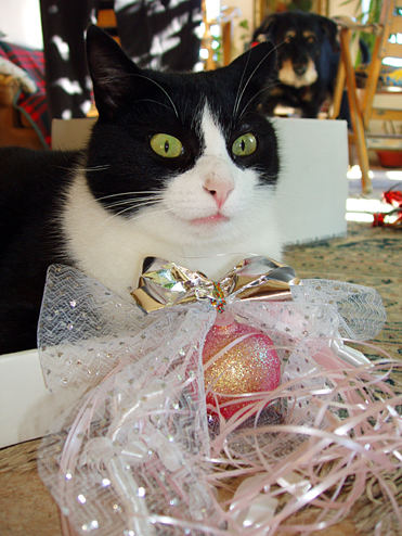 cat packing presents