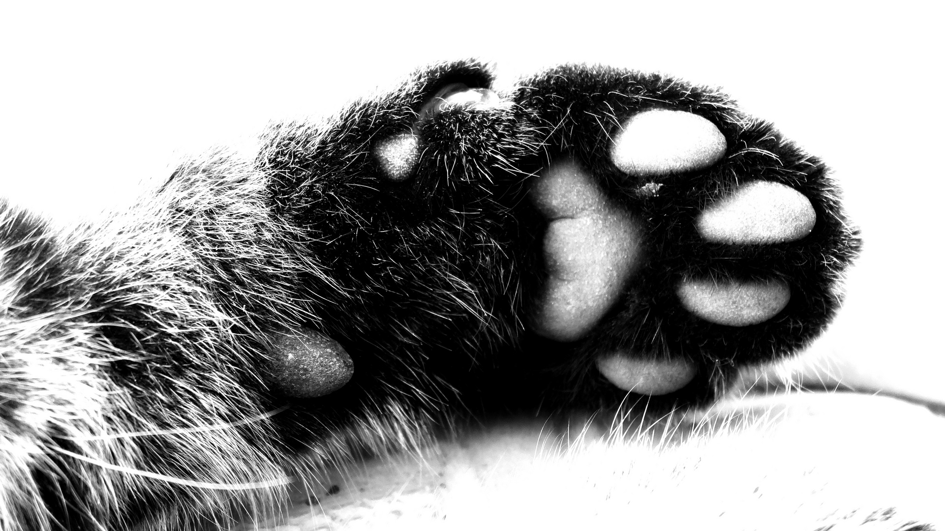 Cat paw!