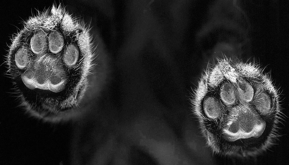 Cat Paws