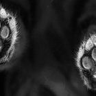 Cat Paws