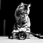 cat photographer