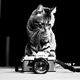 cat photographer