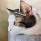 Cat Portrait Painting