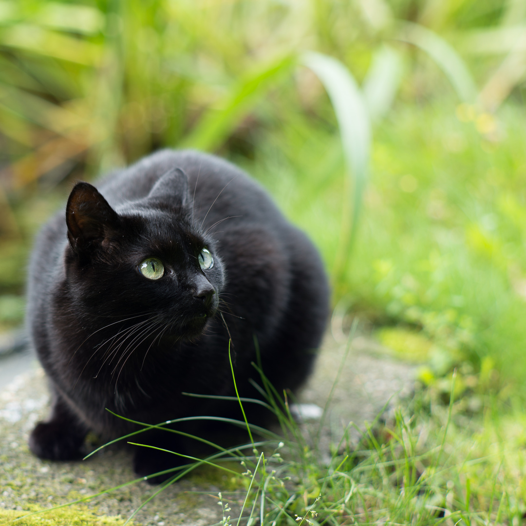 Cat portrait / testing my Nikon 85/f2 AI