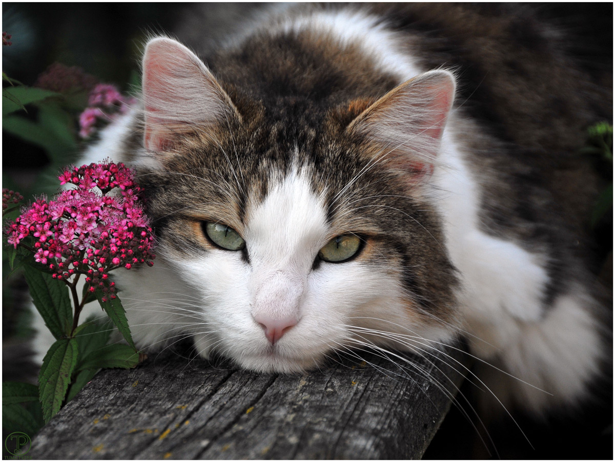 Cat Posing