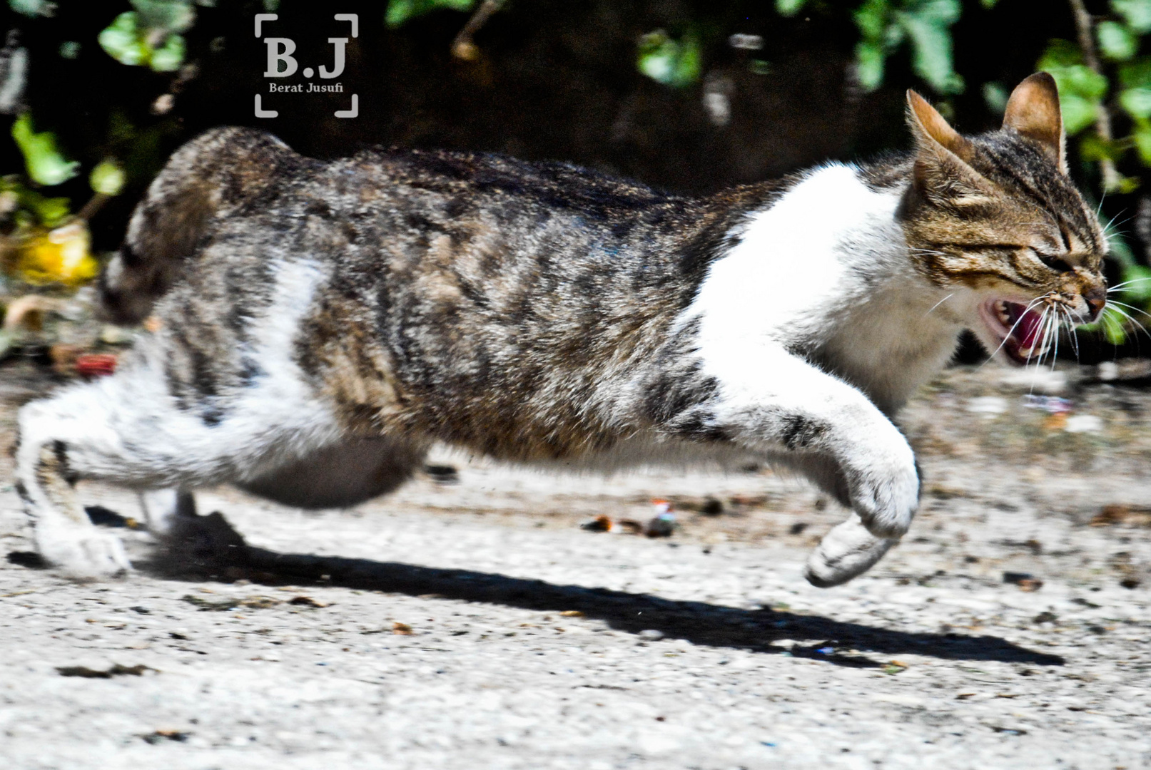 Cat Running