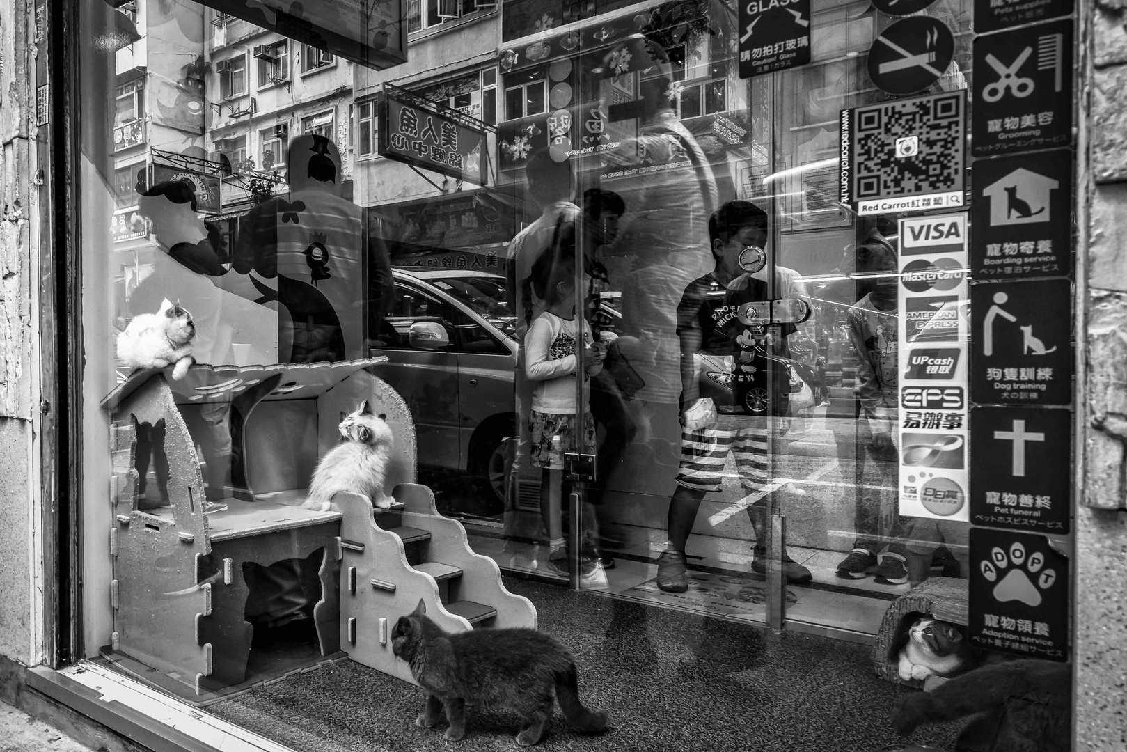 cat shop Hong Kong