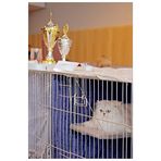 Cat Show #4: Hinter Gittern