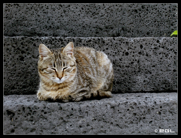 Cat sleeping in the stairs