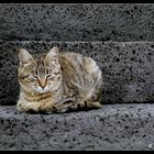 Cat sleeping in the stairs