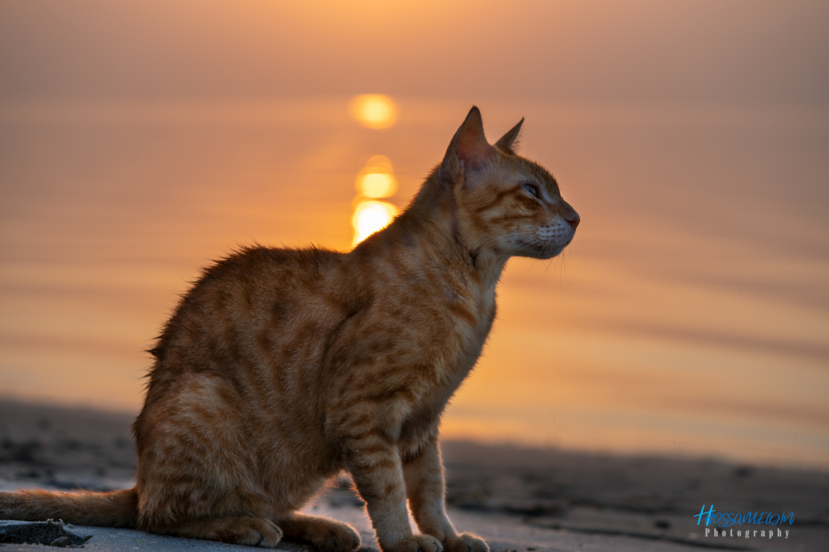 Cat & Sunrise 