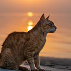 Cat & Sunrise 