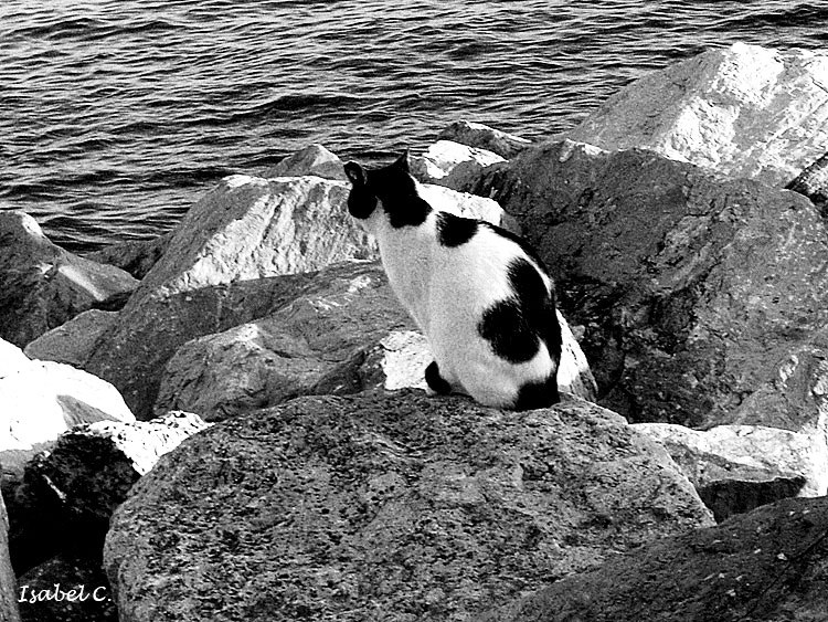 Cat to see the sea:)