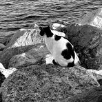 Cat to see the sea:)