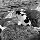 Cat to see the sea:)