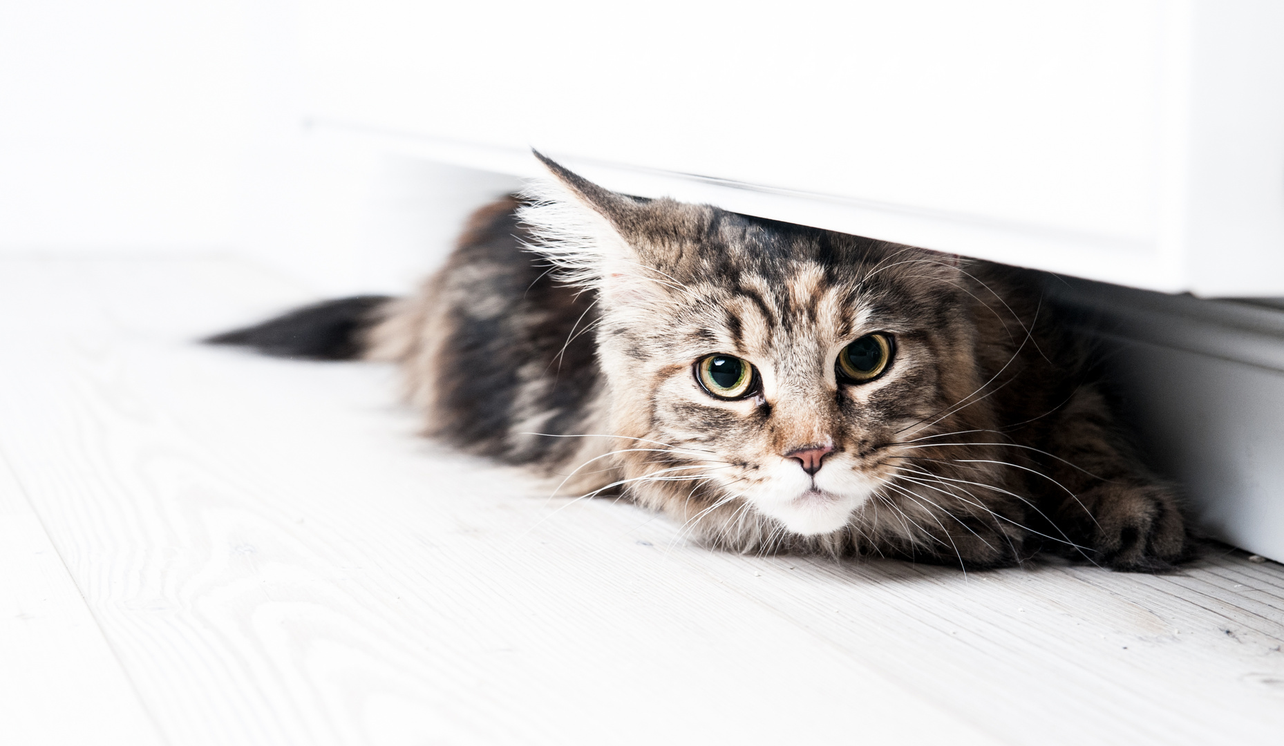 Cat under radiator...