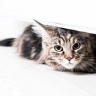 Cat under radiator...