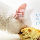 Cat vs. Cake I