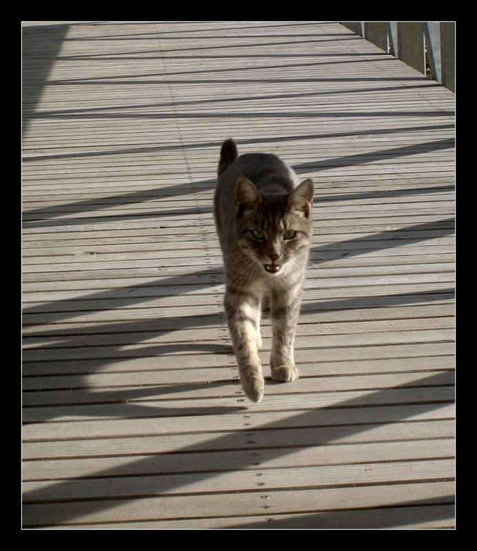cat walk