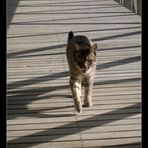 cat walk