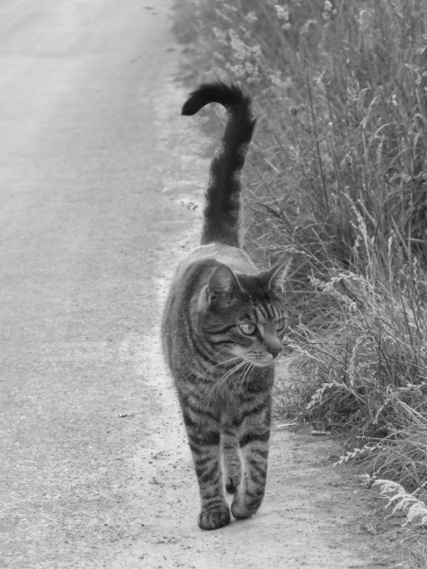 cat-walk