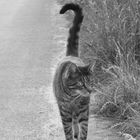 cat-walk