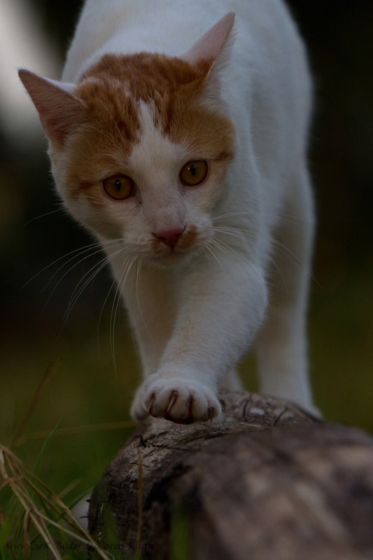 cat-walk