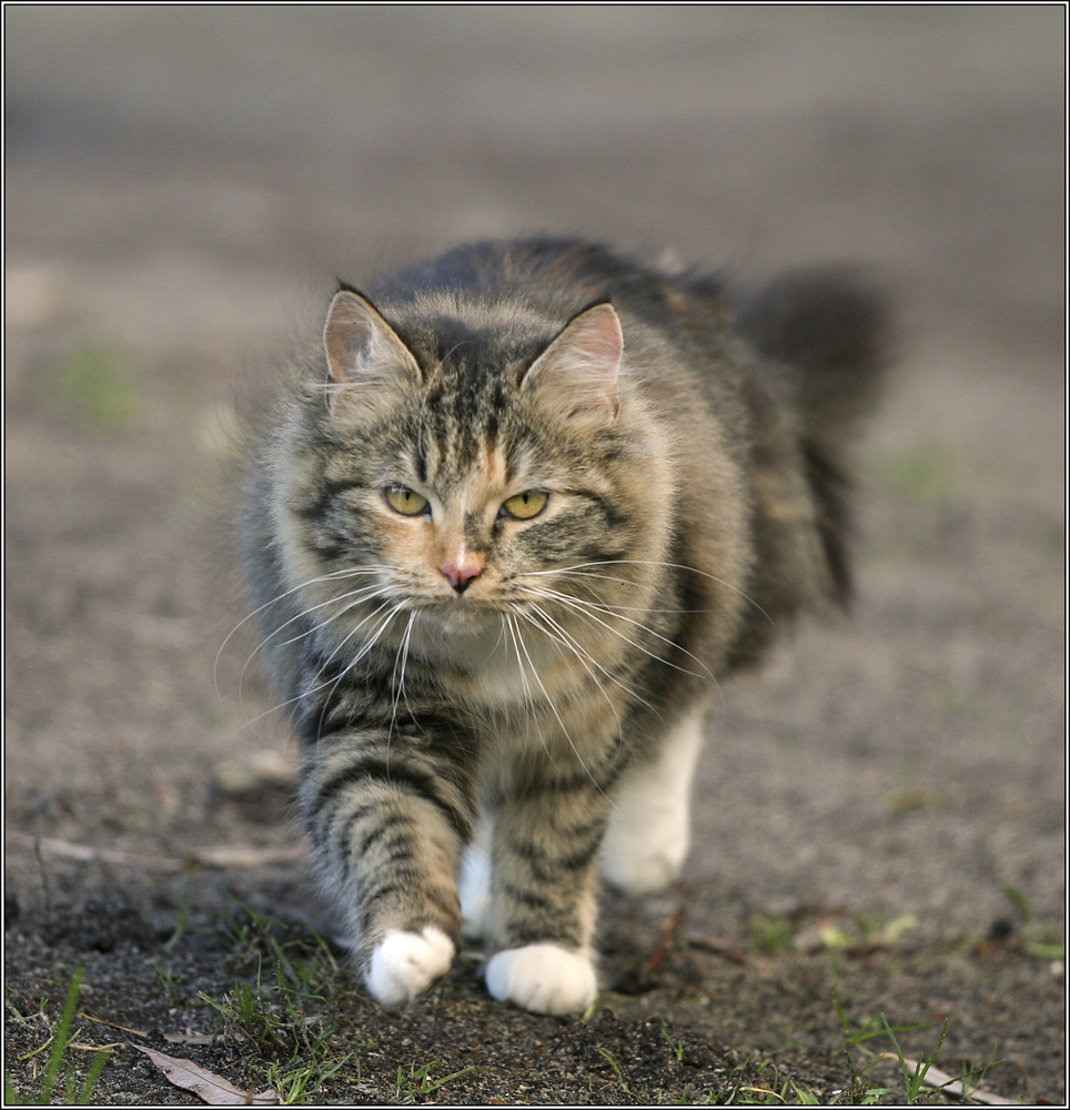 Cat-walk
