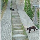 CAT / ... WALK