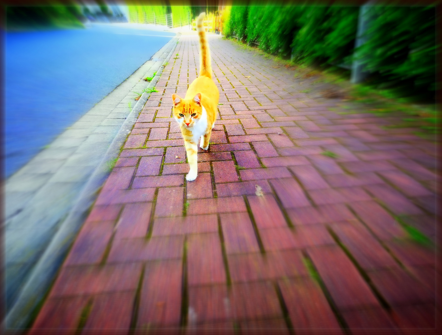 Cat Walk