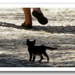 Cat-Walk