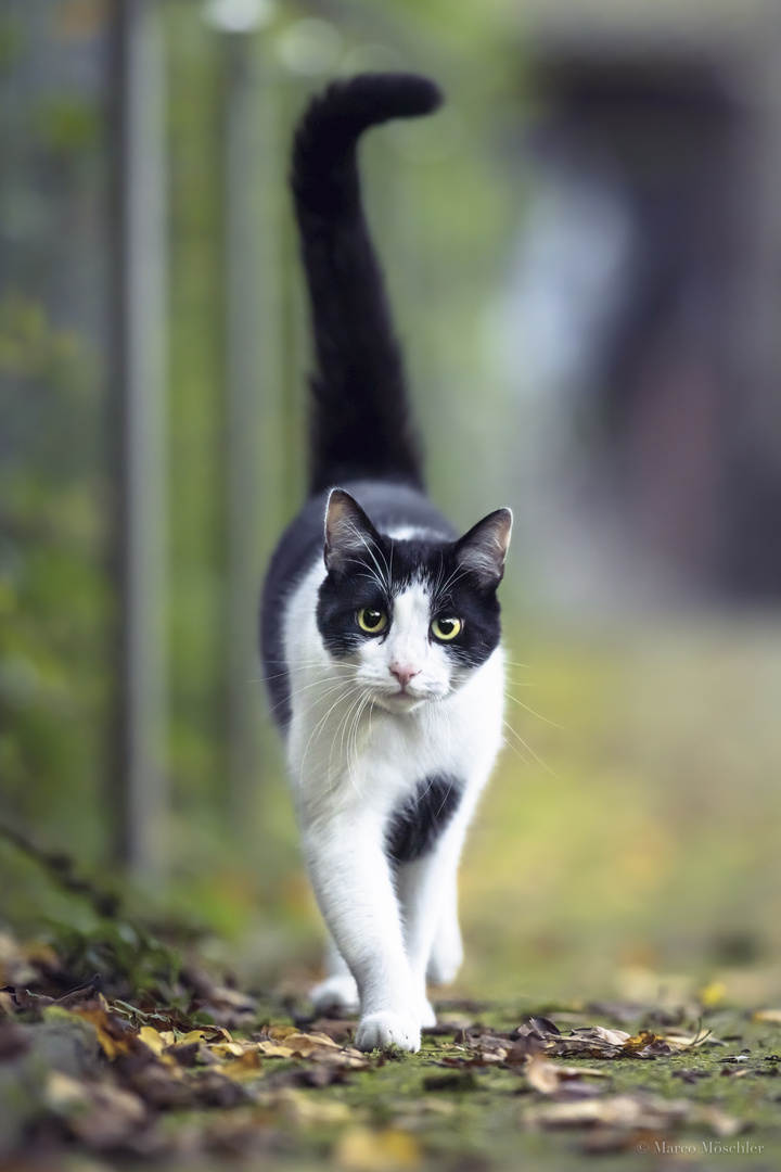 Cat walk - Herbstspaziergang