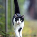 Cat walk - Herbstspaziergang